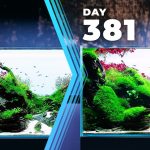 【Davinci resolve 17】The SECRET of having a LONG-LASTING Planted Aquarium | Aquascaping Q&A #4