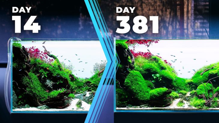 【Davinci resolve 17】The SECRET of having a LONG-LASTING Planted Aquarium | Aquascaping Q&A #4